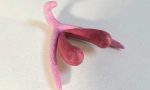 Clitoris gigante 150x90 - Podolatria: O Tesão Por Pés