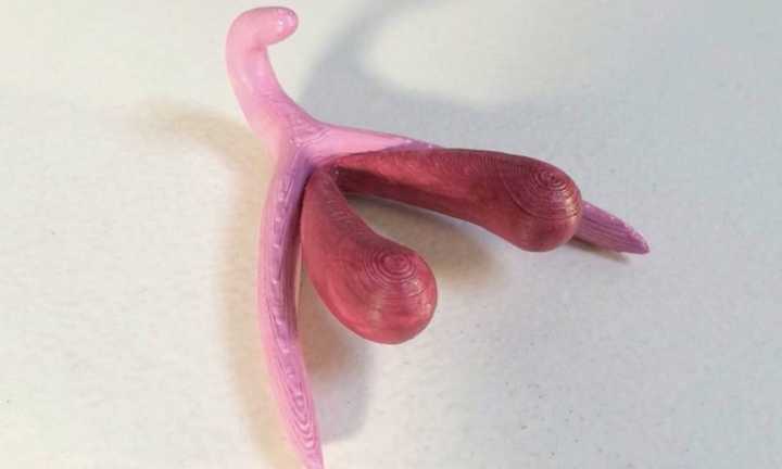 Clitoris gigante - Clitóris gigante é usado em aulas de educação sexual na França