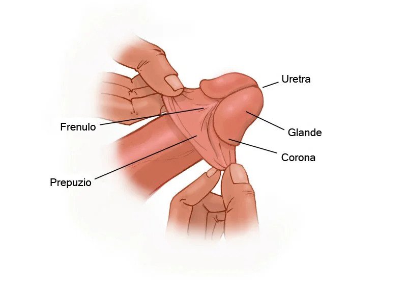 anatomia do pênis